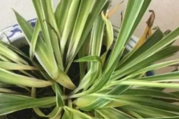 吊兰叶子发黄怎么处理，夏季一定要搬到阴凉的环境中养护