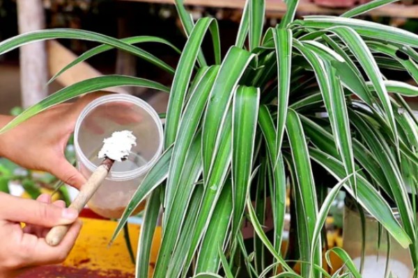 吊兰叶子发黄怎么处理，夏季一定要搬到阴凉的环境中养护