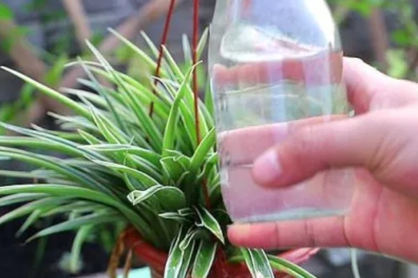 吊兰叶子发黄怎么处理，夏季一定要搬到阴凉的环境中养护