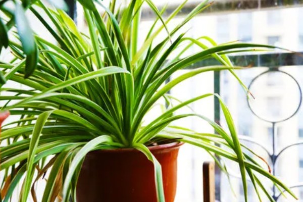 吊兰叶子发黄怎么处理，夏季一定要搬到阴凉的环境中养护