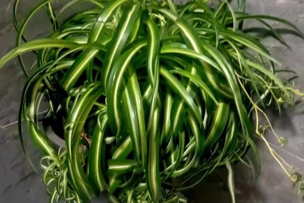 吊兰叶子发黄怎么处理，夏季一定要搬到阴凉的环境中养护