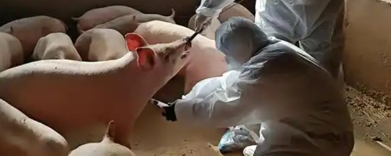 猪疫苗应激会不会自己消除，转移至适宜环境就会慢慢消失