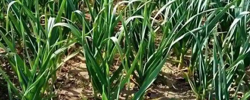 春播大蒜种植方法,每亩地种植6万株左右