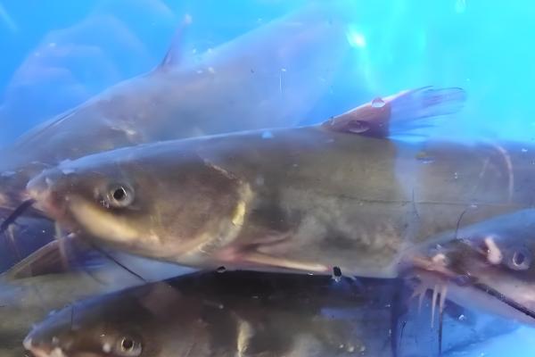 钳鱼的原产地,原产于魁北克和美国的东部和北部等地