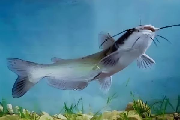 钳鱼的原产地,原产于魁北克和美国的东部和北部等地