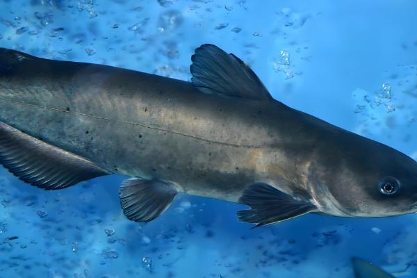 钳鱼的原产地,原产于魁北克和美国的东部和北部等地