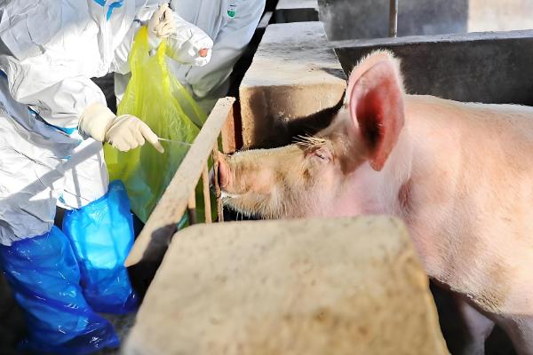 猪拉黑色水样便的治疗方法,可肌注磺胺和安普霉素