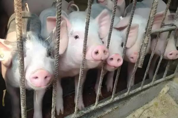 猪拉黑色水样便的治疗方法,可肌注磺胺和安普霉素