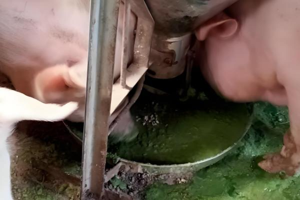 猪拉黑色水样便的治疗方法,可肌注磺胺和安普霉素