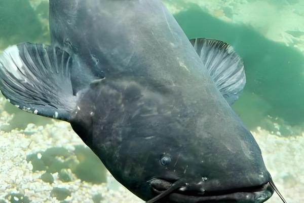 钳鱼的原产地,原产于魁北克和美国的东部和北部等地