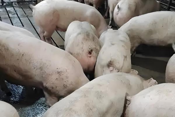 猪拉黑色水样便的治疗方法,可肌注磺胺和安普霉素