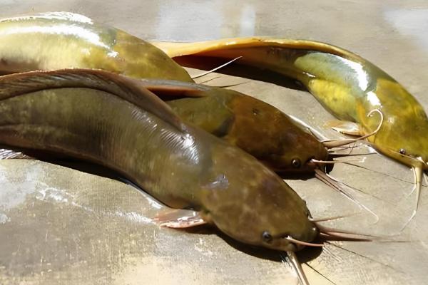 钳鱼的原产地,原产于魁北克和美国的东部和北部等地