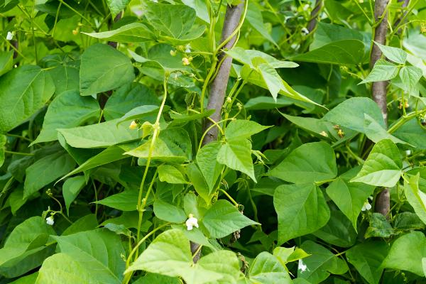 豆角和四季豆的区别，形状、叶片和产地均不同