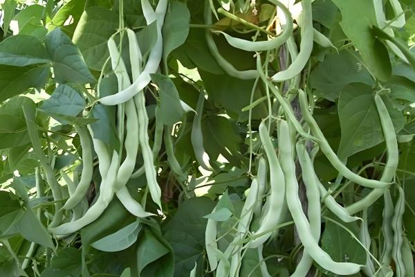 豆角和四季豆的区别，形状、叶片和产地均不同