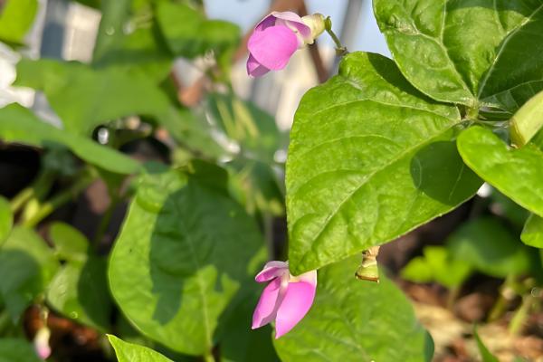 豆角和四季豆的区别，形状、叶片和产地均不同