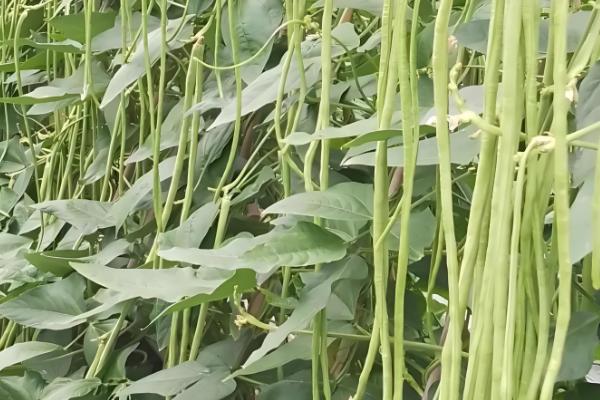 豆角和四季豆的区别，形状、叶片和产地均不同