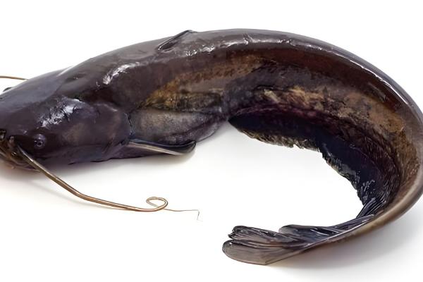 钳鱼的原产地,原产于魁北克和美国的东部和北部等地