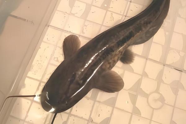 钳鱼的原产地,原产于魁北克和美国的东部和北部等地