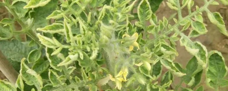 蔬菜病毒病的症状，表现为变色、坏死等