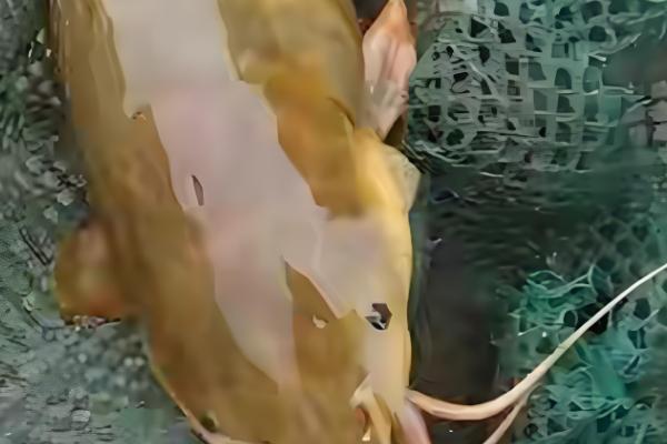 钳鱼的原产地,原产于魁北克和美国的东部和北部等地