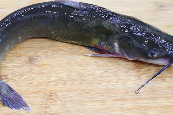 钳鱼的原产地,原产于魁北克和美国的东部和北部等地