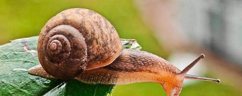 蜗牛的身体长度，大部分只有2-3厘米