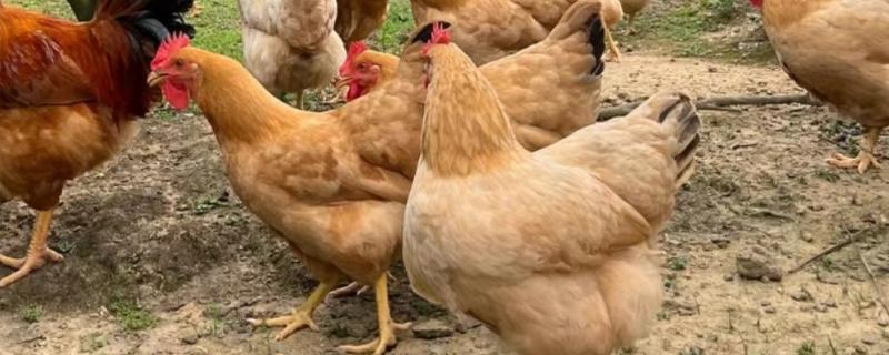 怎么养鸡，随着日龄的增加降低养殖密度