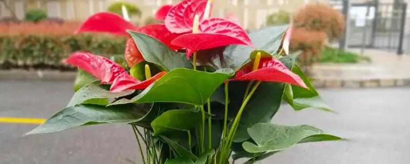 红掌不开花的原因，可能是温度不适所致