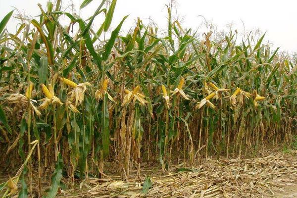 爱玉1号玉米种子特点，出苗至成熟139天左右