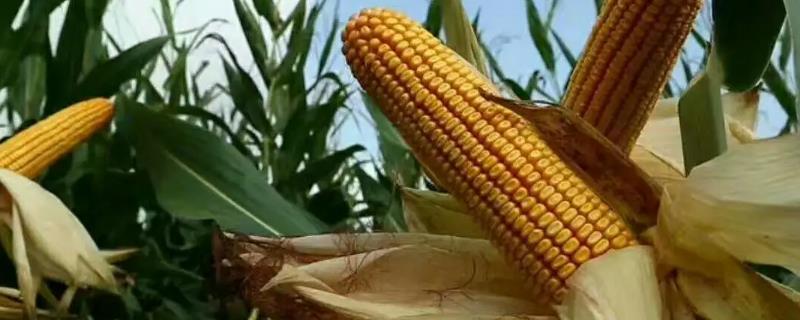 爱玉1号玉米种子特点，出苗至成熟139天左右