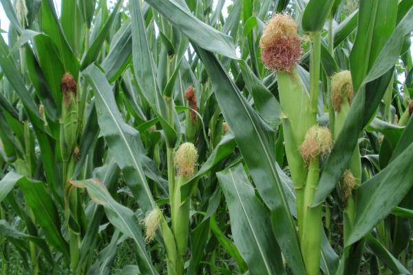 K玉6号玉米种子特点，该品种属中早熟普通杂交玉米