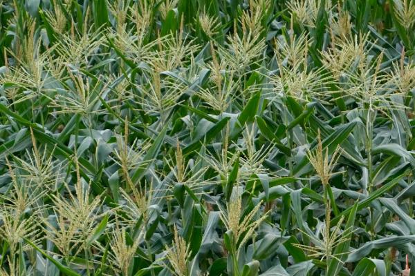 K玉6号玉米种子特点，该品种属中早熟普通杂交玉米