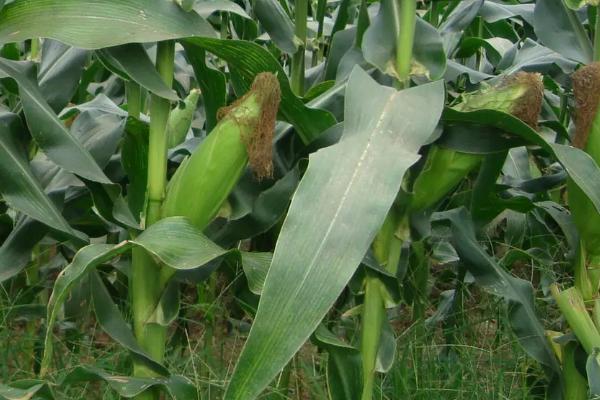 爱玉1号玉米种子特点，出苗至成熟139天左右