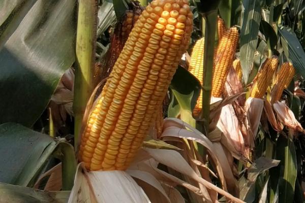 K玉6号玉米种子特点，该品种属中早熟普通杂交玉米