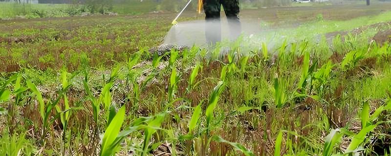 玉米除草剂会对土壤造成影响吗，通常不会造成影响