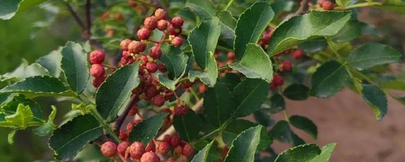 花椒和麻椒有什么区别，颜色、口味等方面都不同