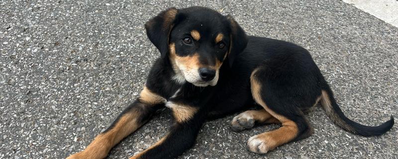 狗狗吐黄水的原因，可能是肠胃炎所致