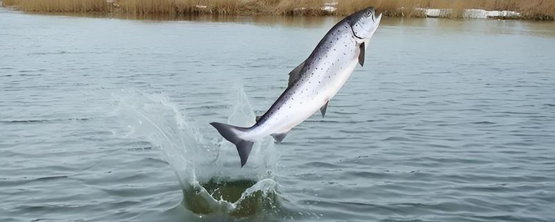 鱼跳出水面代表什么，可能是水中缺氧、产生应激等原因所致