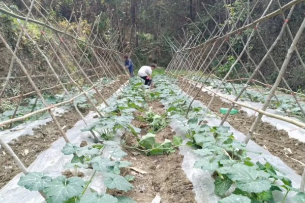 南瓜的种植技术，藤蔓长到3米左右时要引蔓上架