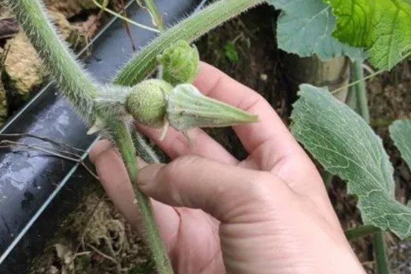 南瓜的种植技术，藤蔓长到3米左右时要引蔓上架