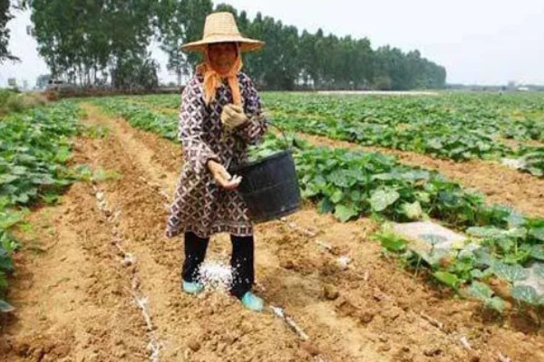 南瓜的种植技术，藤蔓长到3米左右时要引蔓上架