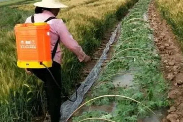 南瓜的种植技术，藤蔓长到3米左右时要引蔓上架