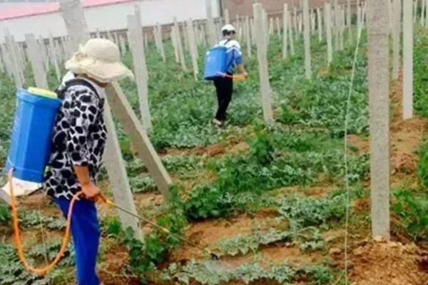 南瓜的种植技术，藤蔓长到3米左右时要引蔓上架