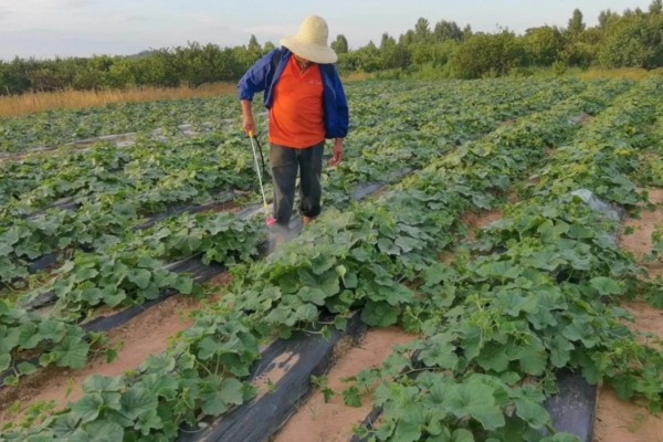 南瓜的种植技术，藤蔓长到3米左右时要引蔓上架