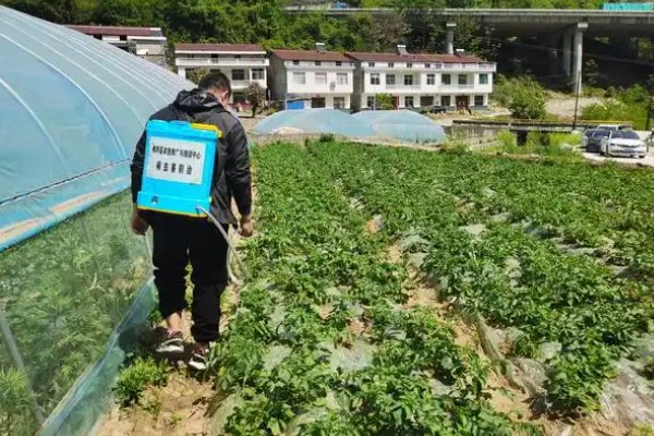 南瓜的种植技术，藤蔓长到3米左右时要引蔓上架