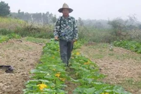 南瓜的种植技术，藤蔓长到3米左右时要引蔓上架