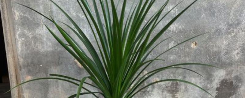 龙须树为何叶子发黄，受到暴晒时会发黄枯萎