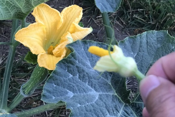 南瓜的种植技术，藤蔓长到3米左右时要引蔓上架