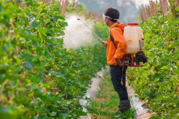 南瓜的种植技术，藤蔓长到3米左右时要引蔓上架