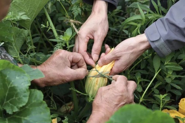 南瓜的种植技术，藤蔓长到3米左右时要引蔓上架
